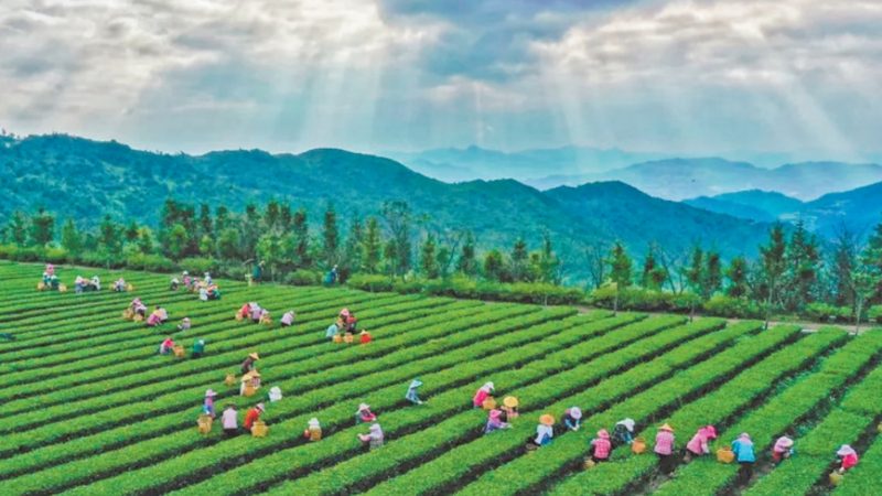 有机种植病虫害防治：绿色防控，守护农田健康
