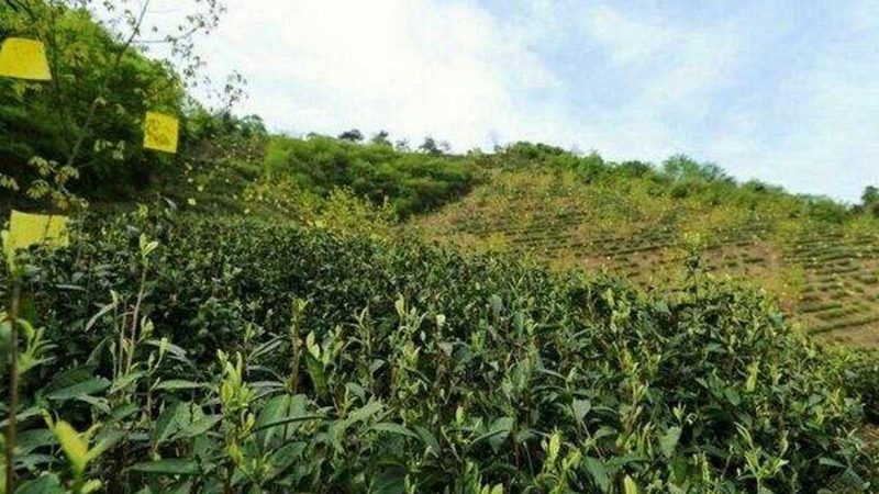 农资批发代理市场，别再只看价格榜了