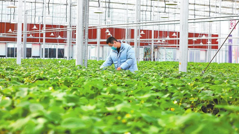 绿色食品续展与初次申请：关键区别与流程解析