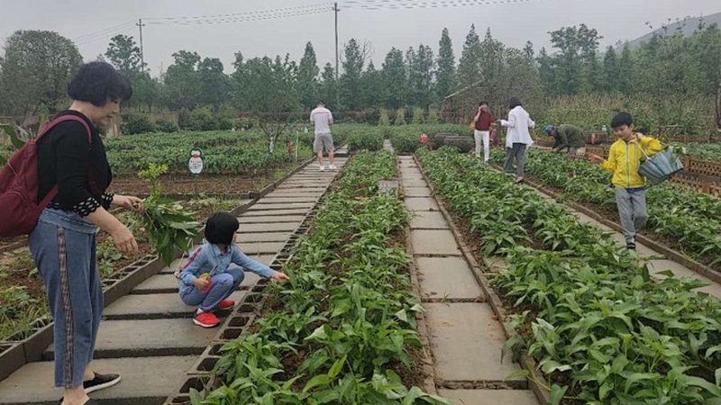 粮食种植补贴政策解析：了解补贴，助力丰收