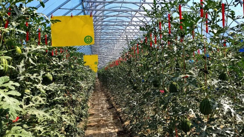 水果种植合作社加盟扶持政策：政策红利下的产业升级之路
