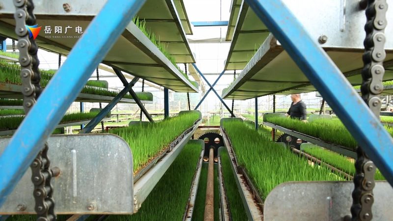 选址关键：揭秘农业公司粮食种植基地的黄金法则**