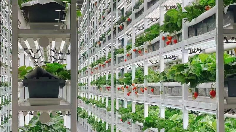 小型社区生鲜配送的绿色路径